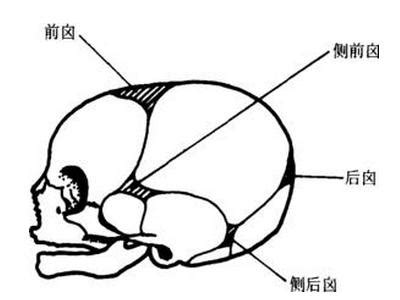 囪門位置|科普